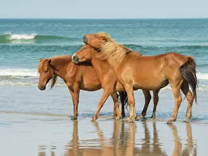 Wild Horse Prints: My Tribe. Creator: Eve Turek