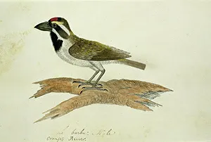 Tricholaema leucelas (Acacia Pied Barbet), 1777-1786. Creator: Robert Jacob Gordon
