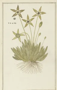 Star Pattern Prints: Tridentea pedunculata (Masson) L