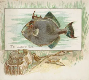 Aquatic Prints: Triggerfish, from Fish from American Waters series (N39) for Allen &amp