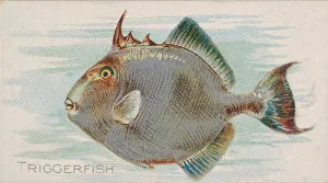 Lindner Eddy Claus Prints: Triggerfish, from the Fish from American Waters series (N8) for Allen &amp
