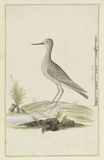 Sandpiper Prints: Tringa nebularia (Common greenshank), 1777-1786. Creator: Robert Jacob Gordon