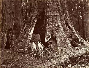 Big Tree Collection: The Tripod, 94 feet circumference, 1865-66, printed ca. 1876