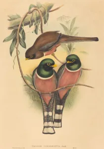 Richter Henry Constantine Prints: Trogan personatus, probably 1836 / 1838. Creators: John Gould, Henry Constantine Richter