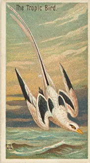 Tropical Prints: The Tropic Bird, from the Birds of the Tropics series (N5) for Allen &amp