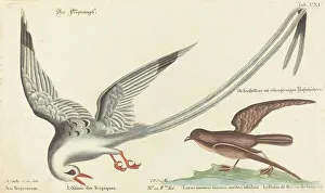 Seabird Prints: The Tropic Bird (Phaeton aethereus), probably 1743/1762. Creator: Johann Michael Seligmann