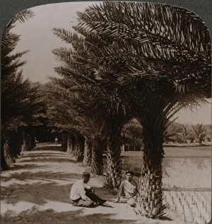Hawaii Prints: Tropical beauty of an avenue of date palms, Moanalua near Honolulu, H. Is. c1900