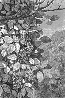 Leaves Collection: Tropical Creepers; A zigzag journey through Mexico, 1875. Creator: Thomas Mayne Reid