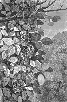 Rainforest Prints: Tropical Creepers; A zigzag journey through Mexico, 1875. Creator: Thomas Mayne Reid