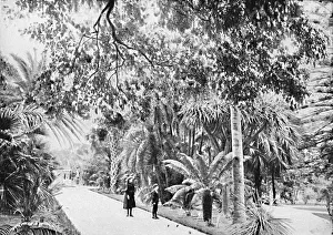 Sydney Swain Prints: Tropical Palms and Ferns in the Botanical Gardens, c1900. Creator: Unknown