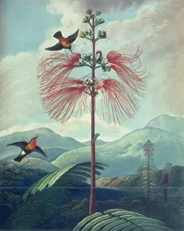 Cyathea Prints: Tropical plant with hummingbirds, 1807. Creator: Unknown