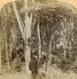 Hawaii Prints: Tropical scene in the Heart of the Hawaiian Island, 1896. Creator: Strohmeyer & Wyman