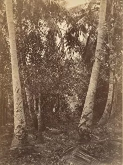 Central America Gallery: Tropical Scenery, Forest Near Turbo, 1871. Creator: John Moran