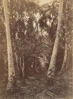 Columbia Prints: Tropical Scenery, Forest Near Turbo, 1871. Creator: John Moran