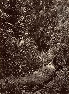 Central America Gallery: Tropical Scenery, Tropical Forest, 1871. Creator: John Moran