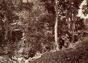 Tropical Scenery, View Near Chipigana, 1871. Creator: John Moran