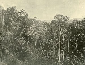 Association Gallery: Tropical Scrubs, Blackall Range, Queensland, 1901. Creator: Unknown