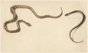 Albertus Alides Steenbergen Prints: Two tropical snakes, 1824-1900. Creator: Albertus Steenbergen