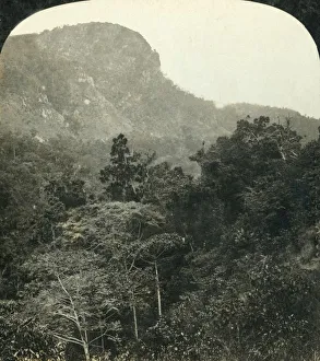 Tropical Vegetation in the Barron River Gorge, ...Cairns, Queensland, Australia, c1909 Tropical Vegetation in the Barron River Gorge, ...Cairns, Queensland, Australia, c1909