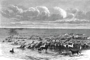 Wild Horse Prints: A troup of horses crossing the Volga; A Journey on the Volga, 1875. Creator: Nicholas Rowe