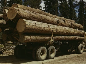 Timber Gallery: Truck load of ponderosa pine, Edward Hines Lumber Co. operations... Grant County, Oregon, 1942