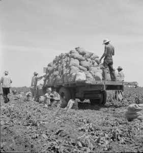 Sacks Prints: Truck being loaded as it goes down the rows