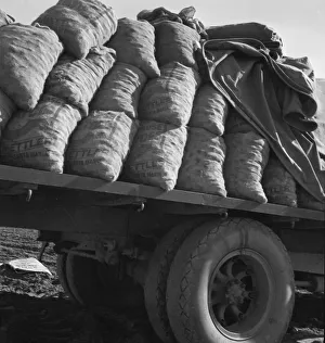 Seed Prints: Truck loaded with potato seed, Kern County, California, 1939. Creator: Dorothea Lange