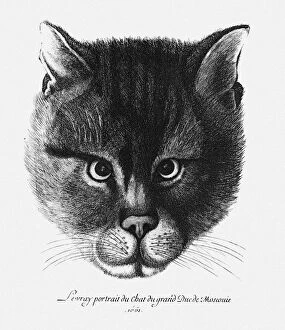 True picture of the Cat of the Tsar Alexis I Mikhailovich of Russia. Artist: Hollar, Wenceslaus (1607-1677)