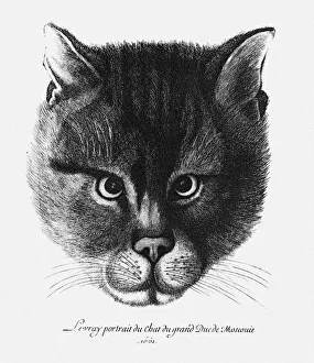 Czechia Prints: True picture of the Cat of the Tsar Alexis I Mikhailovich of Russia