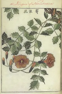 Blooming Prints: Trumpet flower, 1750-1765. Creator: Shimada Mitsufusa