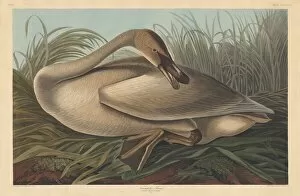 Swan Gallery: Trumpeter Swan, 1837. Creator: Robert Havell