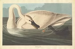 Swan Gallery: Trumpeter Swan, 1838. Creator: Robert Havell