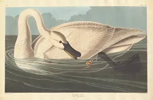 Robert Havell Prints: Trumpeter Swan, 1838. Creator: Robert Havell