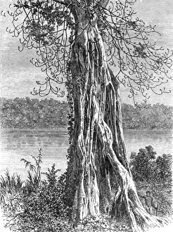 Central Africa Prints: Trunk of the ovounchua, a species of Ticus'; The Gaboon
