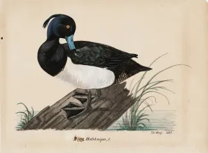1835 Prints: Tufted Duck, 1835. Creator: Magnus von Wright