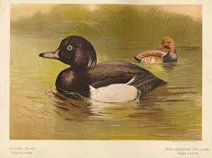 Charles Whymper Gallery: Tufted Duck (Fuligata cristata), Red-Crested Pochard (Netta rufina), 1900, (1900)