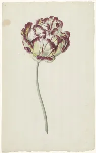 Louis Moritz Prints: Tulip, 1783-1850. Creator: Louis Moritz