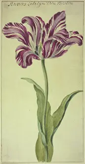 Tulipa Prints: A tulip, 17th century. Creator: Unknown