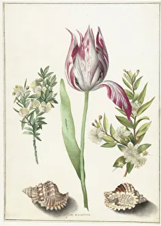 Maria Sibylla 1647 1717 Prints: Tulip, two branches of myrtle and two shells, um 1700