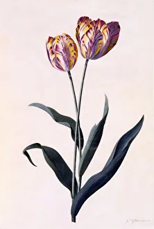 Tulip, c. 1744 (hand coloured engraving)