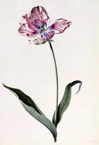 Tulip, c. 1745 (hand coloured engraving)
