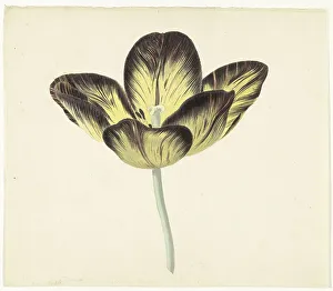 Bizarre Prints: Tulip called Bizard Egiptienne, 1741-1795. Creator: Cornelis van Noorde