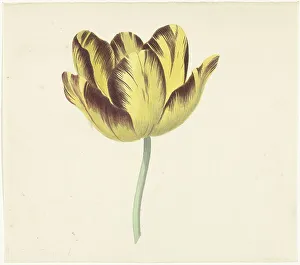 Bizarre Prints: Tulip called Bizard Le Febure No. 1, 1741-1795. Creator: Cornelis van Noorde