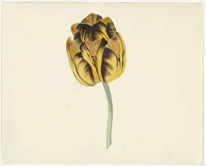 Bizarre Prints: Tulip called Bizard Leodie, 1741-1795. Creator: Cornelis van Noorde