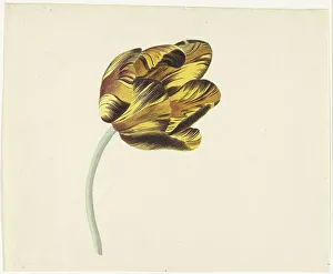 Bizarre Prints: Tulip called Bizard Phoenix, 1741-1795. Creator: Cornelis van Noorde