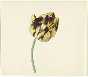 Bizarre Prints: Tulip called Bizard Pontifex Romanus, 1741-1795. Creator: Cornelis van Noorde
