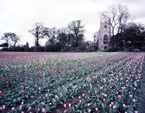 Tulipa Prints: Tulip field near Spalding, Lincolnshire, c1955. Creator: Arthur Charles Kirby Ware