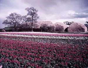 Tulipa Prints: Tulip field near Spalding, Lincolnshire, c1955. Creator: Arthur Charles Kirby Ware