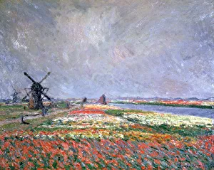 Tulip fields near Leiden, 1886. Artist: Claude Monet