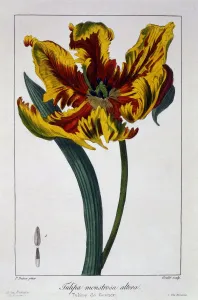 Plant Plants Prints: Tulip Flaming Parrot, pub. 1836. Creator: Panacre Bessa (1772-1846)